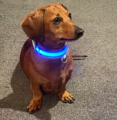 Intelligent Networks team